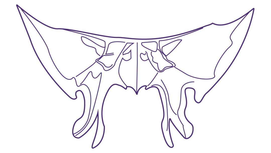 蝶骨骶骨由5块骶椎融合而成,承载着脊柱,是人体运动的中心;如果骶骨的