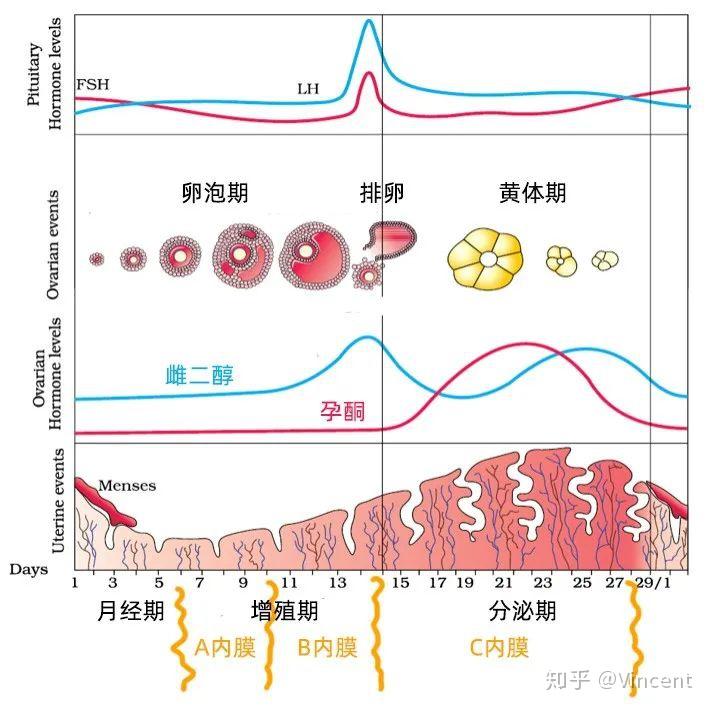 对于月经周期规律的女性,子宫内膜都会在a-b-c之间来回切换,你在不同