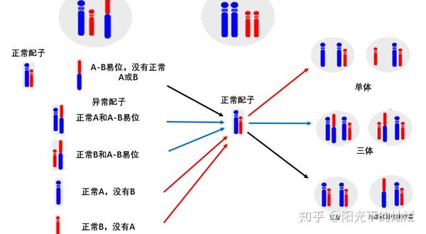 染色体易位:从基因融合到肿瘤发生 - 知乎