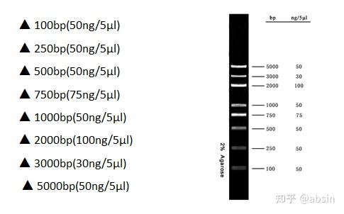 已含有1xloading buffer,可根据实验需要,直接取适量marker进行电泳
