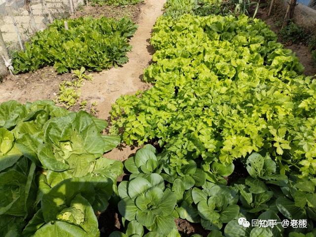 母亲的菜田 - 知乎