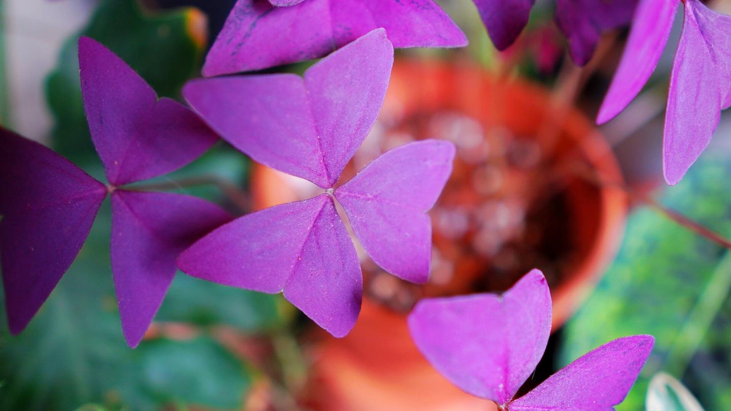 紫叶酢浆草会随日夜变换姿势的室内植物