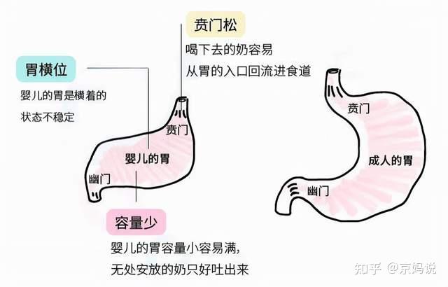 婴儿胃图片位置示意图图片