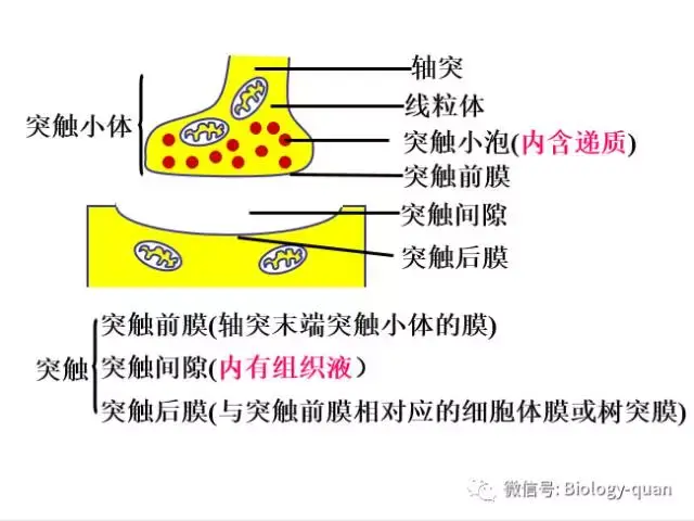 突触小体的结构示意图图片