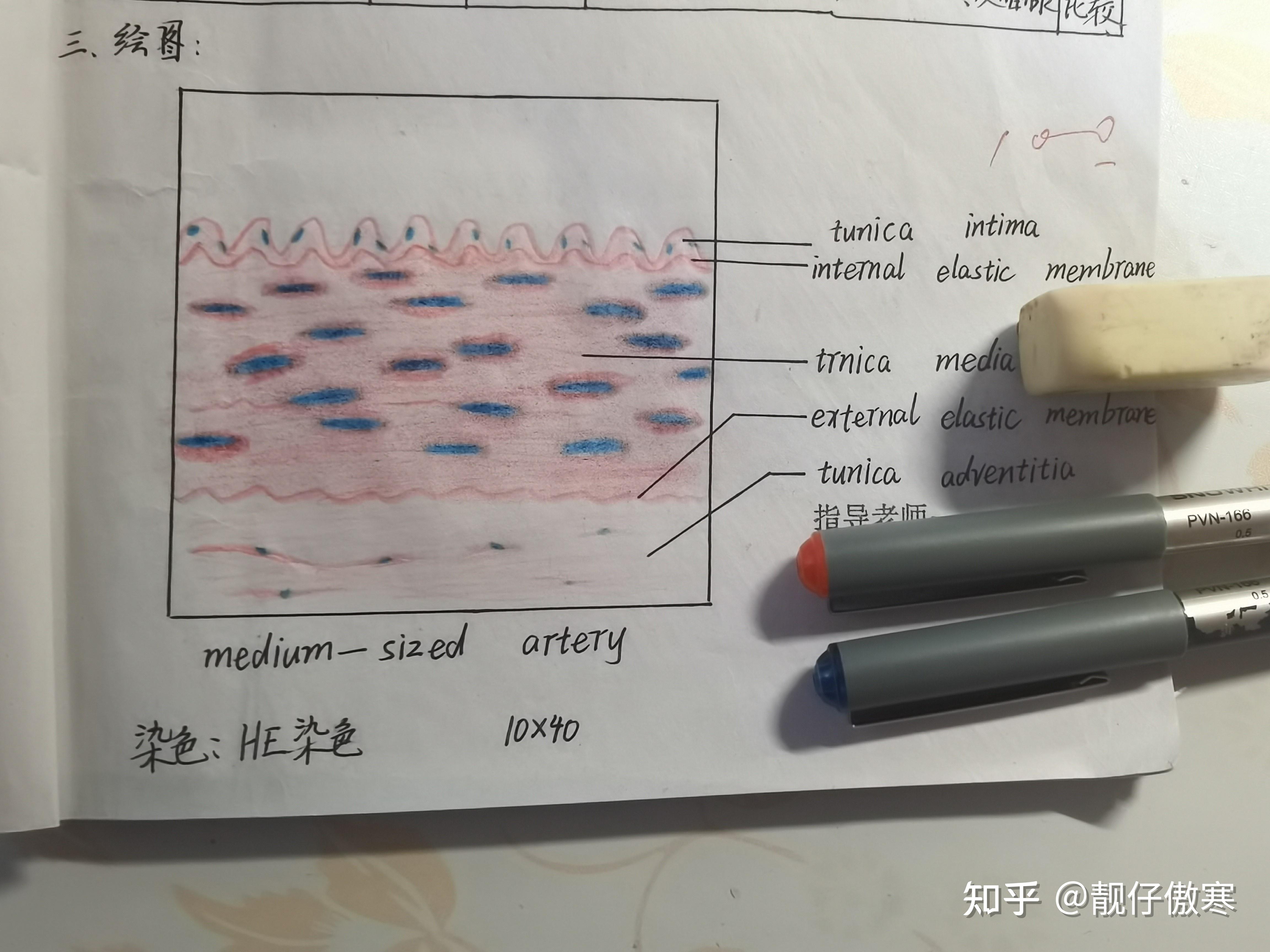 組織學與胚胎學紅藍鉛筆繪圖