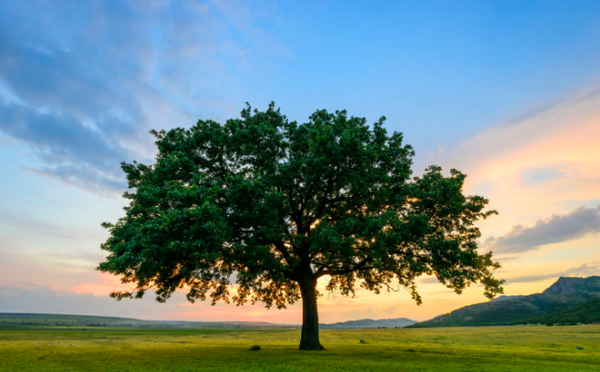 17张图带你解析红黑树的原理!保证你能看懂! 17张图带你解析红黑树的原理!保证你能看懂!