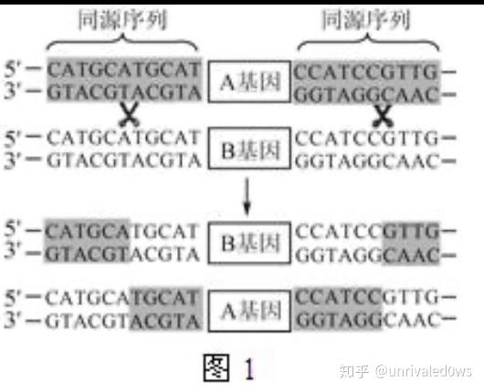 同源重组基因敲除交换具体是如何实现的呢能否有图片讲解