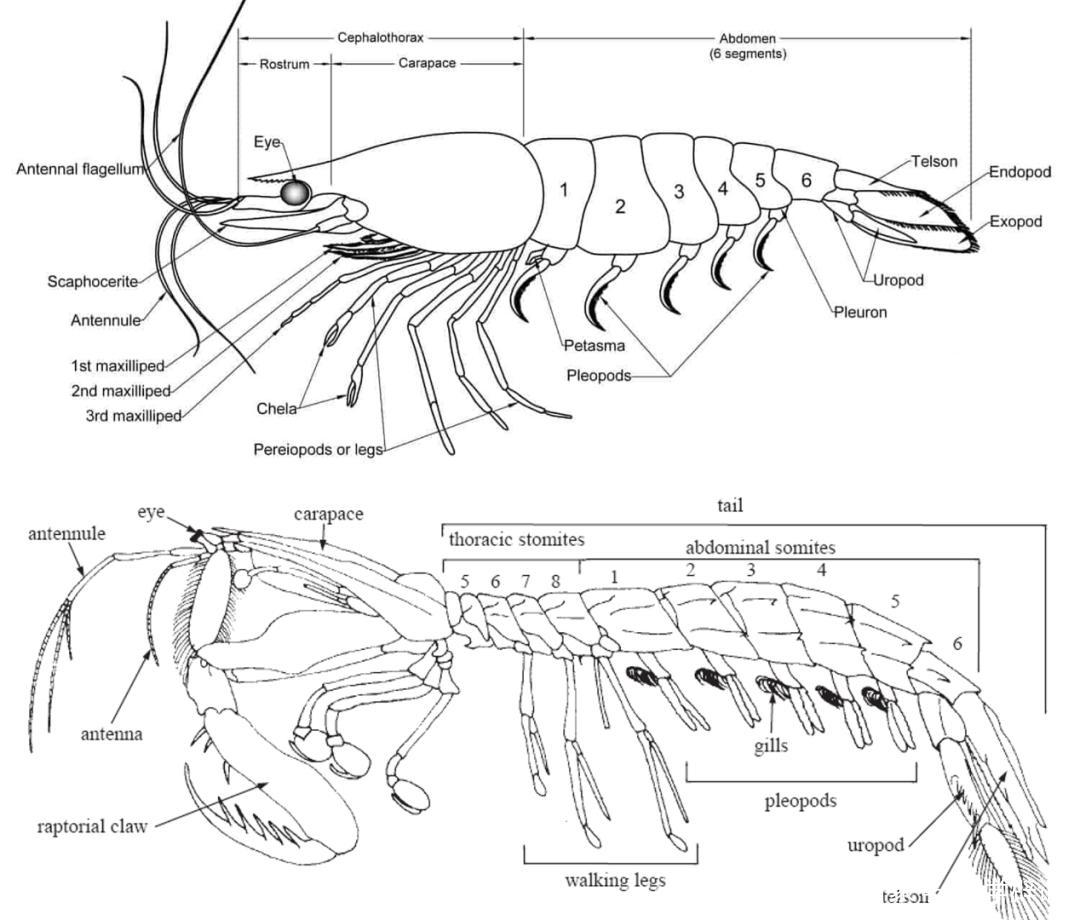 由于皮皮虾有着螳螂式的镰刀前肢,故英文使用者称它们为"mantis