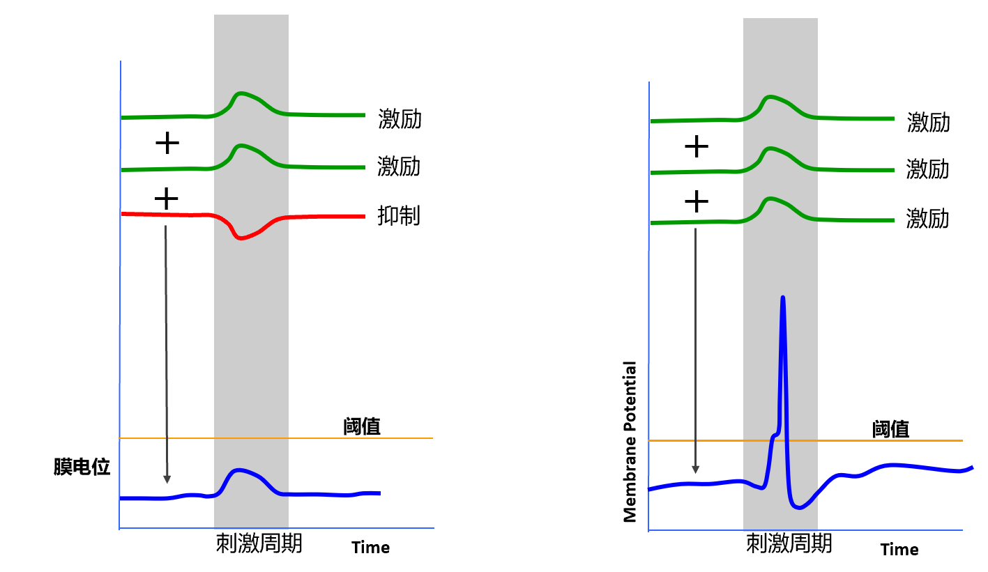 脉冲神经网络spikingneuralnetwork