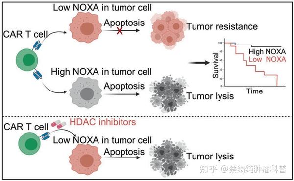 Car T细胞疗法研究进展（4） 知乎 6288
