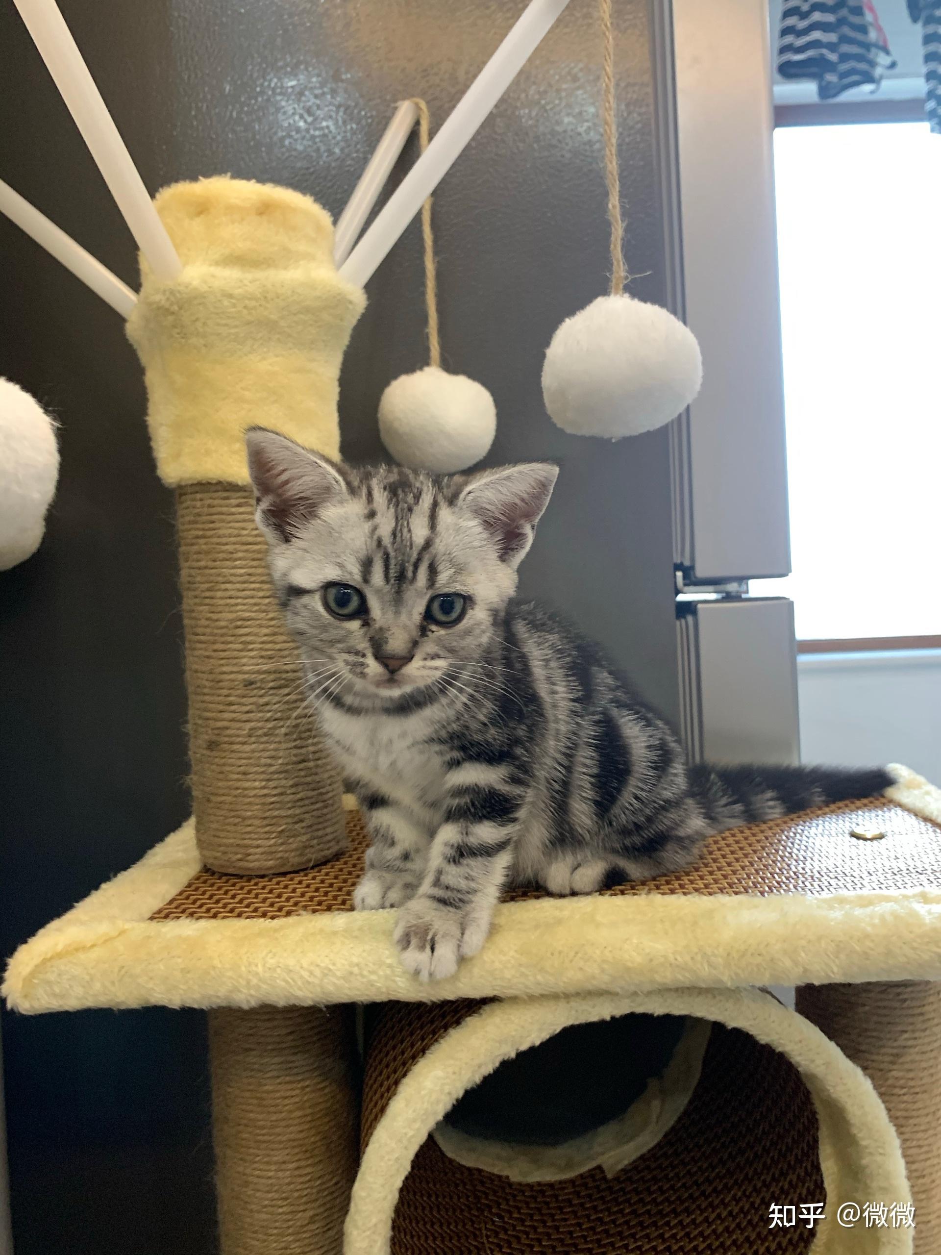 帮忙看一下虎斑猫纯不纯