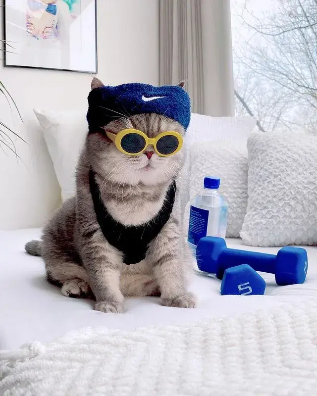 最潮最火的猫咪甜美与帅气的时尚穿搭绝对是整条街最靓的仔