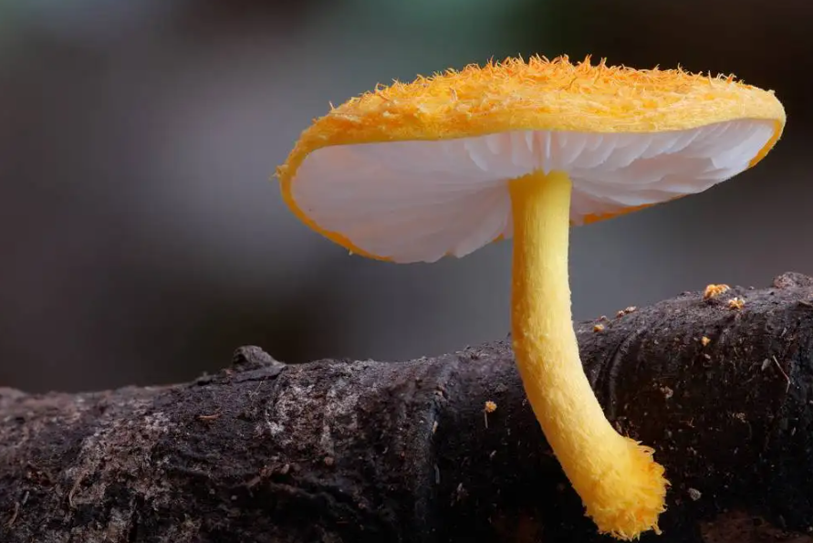蘑菇的生长条件图片