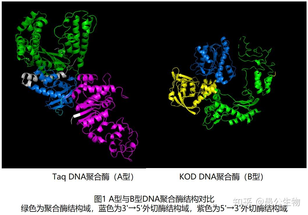 高保真 DNA 聚合酶:基因世界里的 “精准复印机” - 知乎