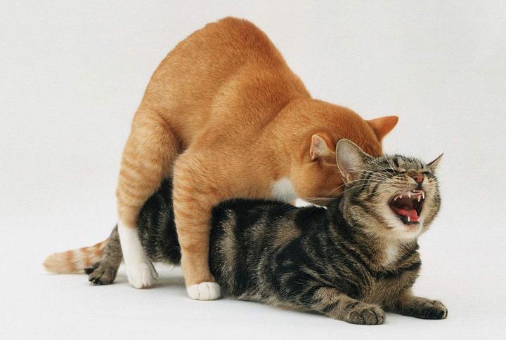 为什么公猫在交配时会抓咬母猫的颈背 知乎