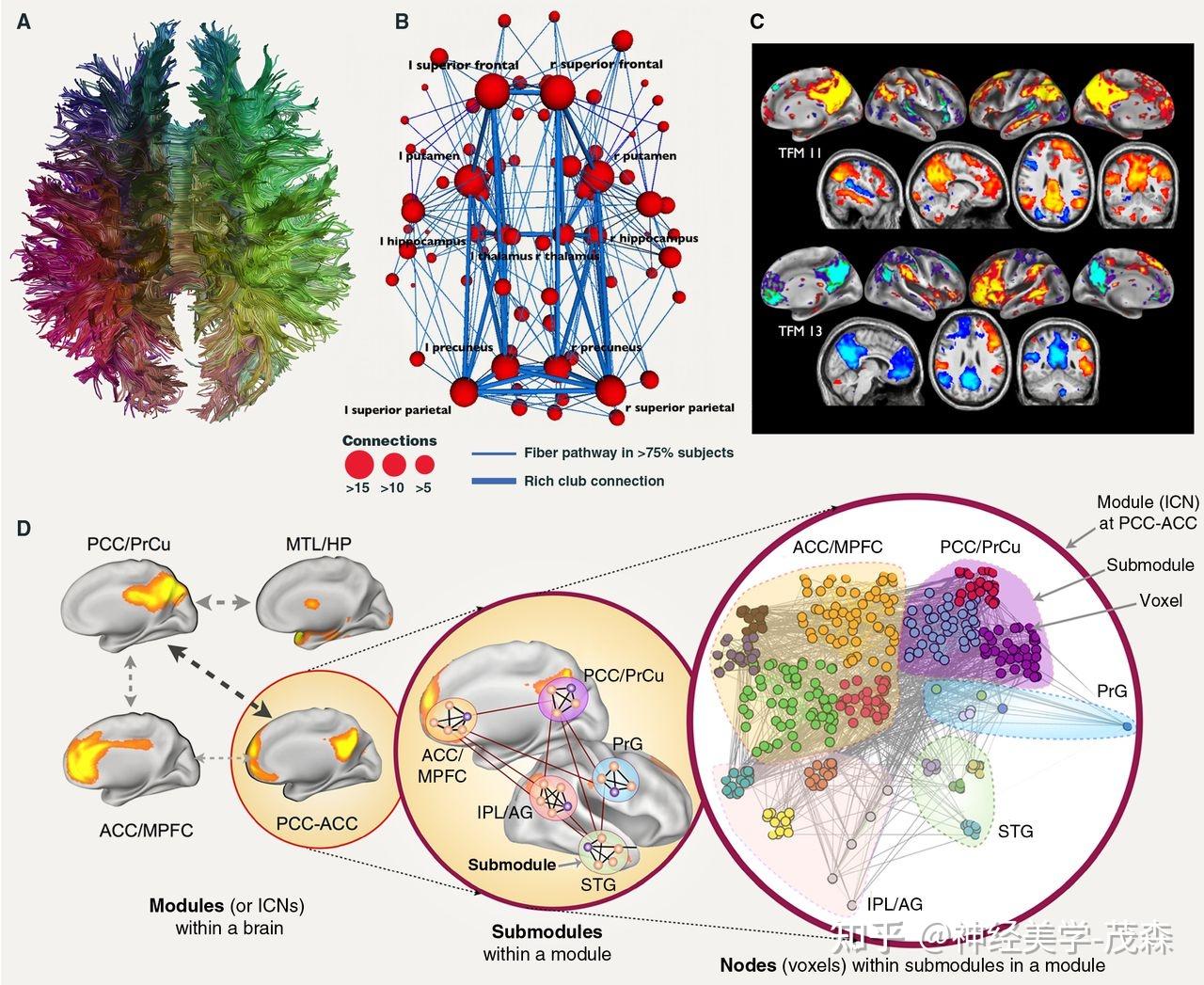 Structural And Functional Connectivity Matrix