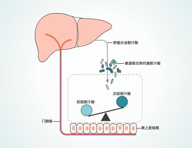 次级胆汁酸:升糖作乱心机鬼