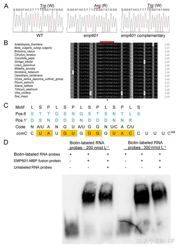 The Crop Journal | 中国农科院作科所联合中国农大揭示EMP601调控玉米籽粒发育的分子机制 - 知乎