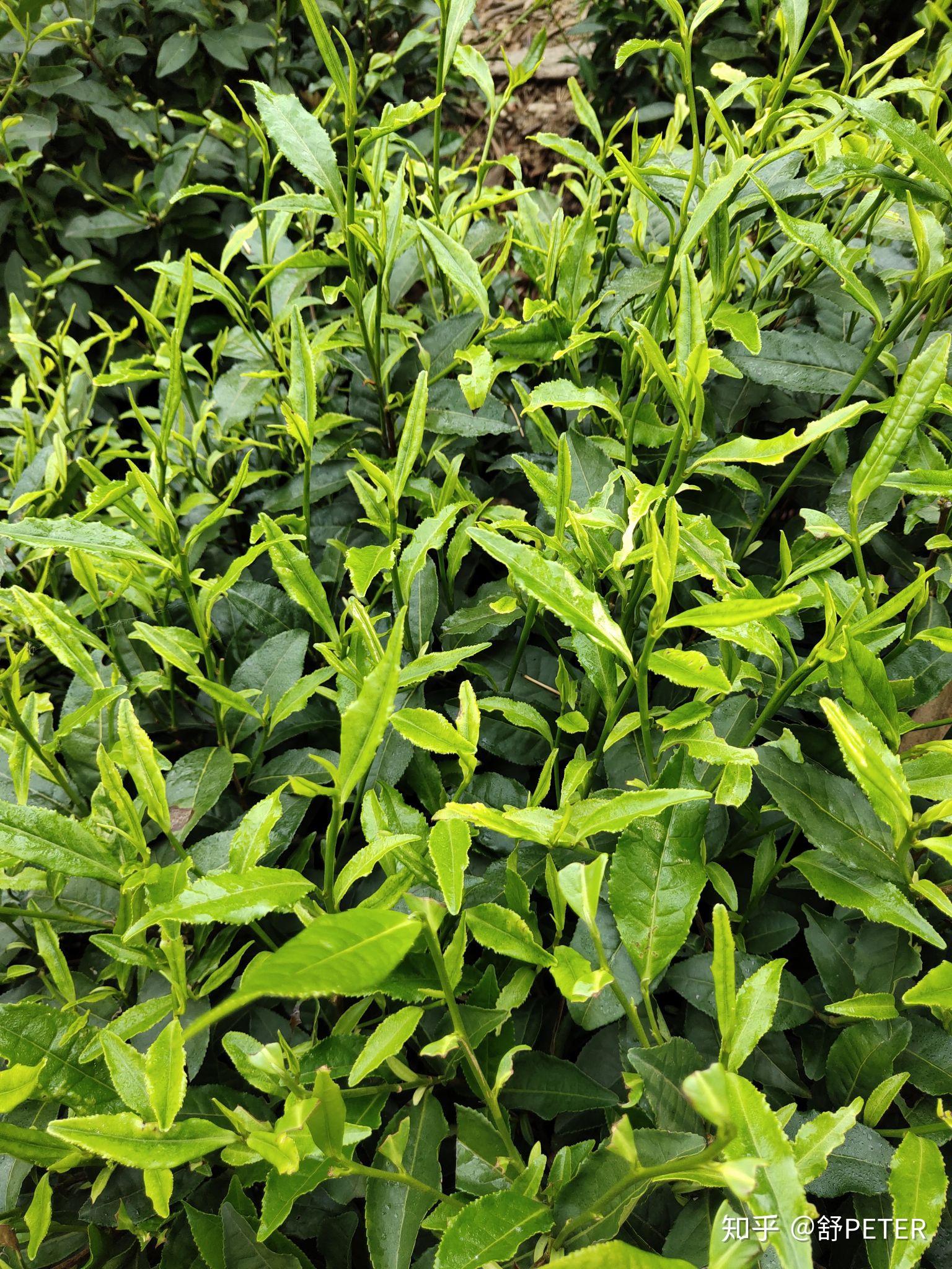 母亲节陪母亲采六安瓜片茶