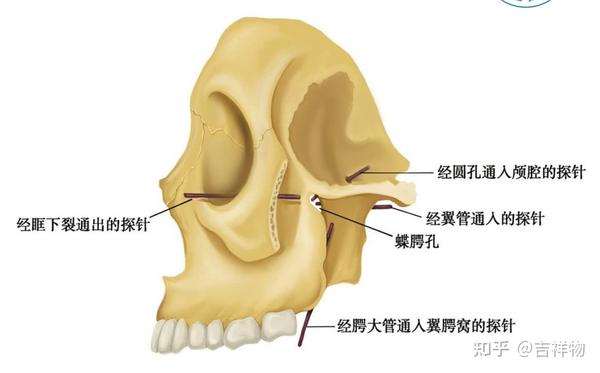 系统解剖学笔记1-颅骨 - 知乎