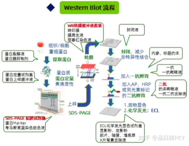 western blot流程图图片