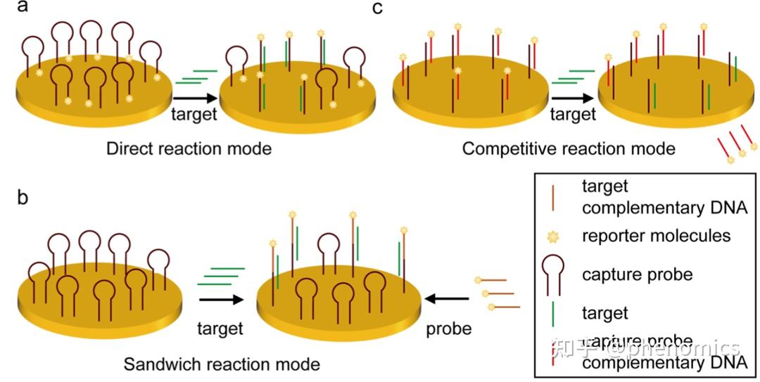 Phenomics| 基于DNA的电化学传感器用于MicroRNA检测的近期研究进展 - 知乎