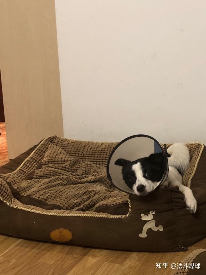 法斗的智商到底有多低?