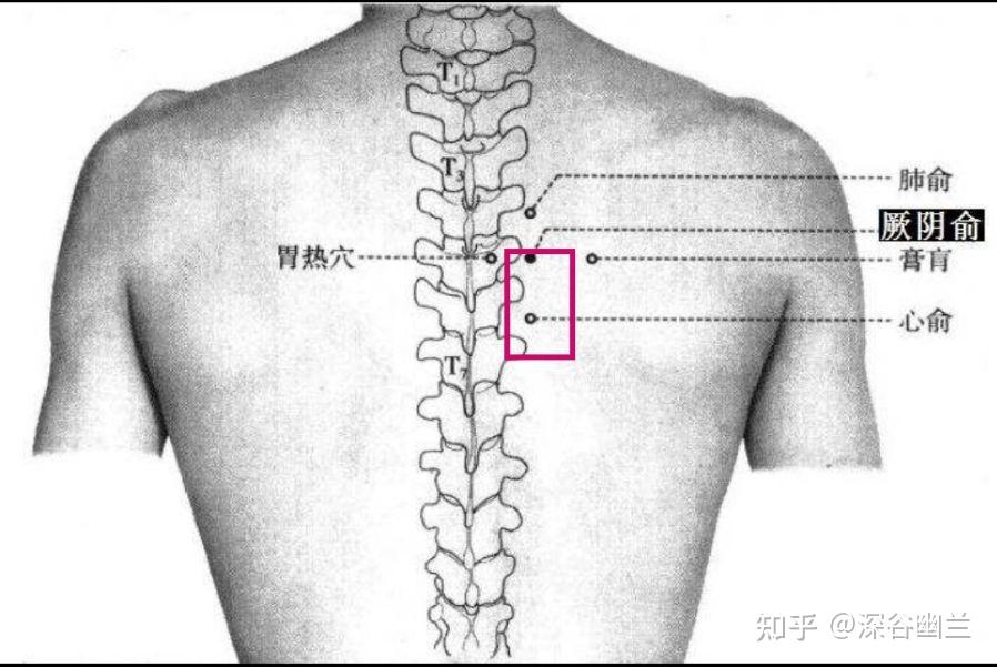 中背部疼痛相关激痛点及穴位