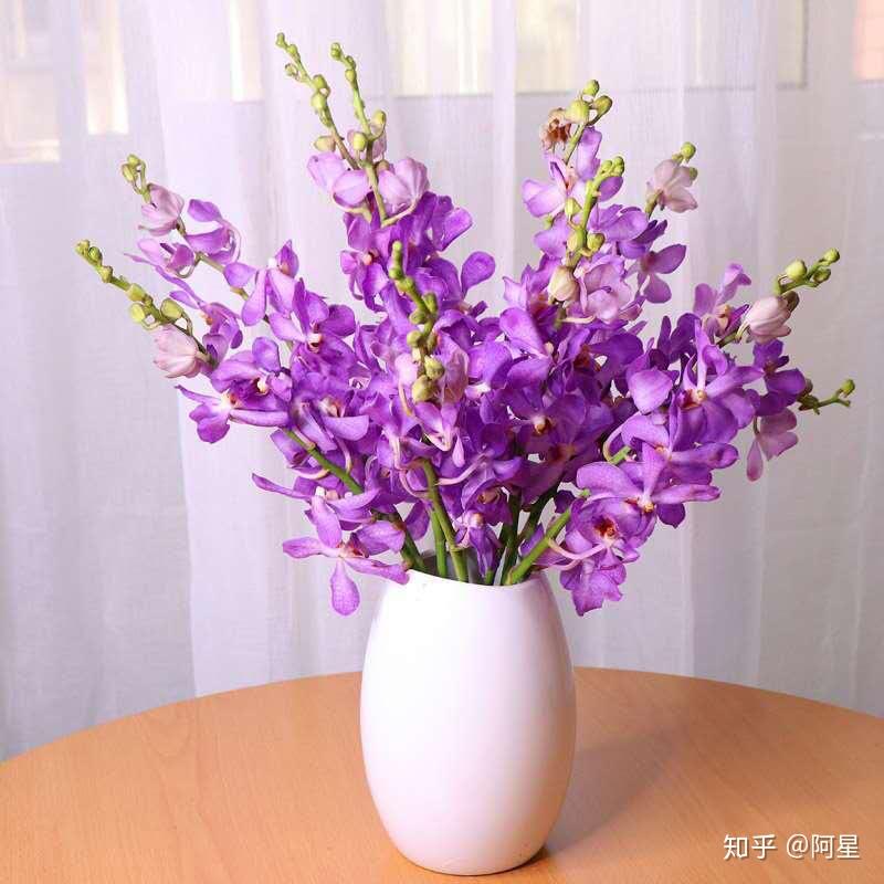 紫色千代兰,对紫色的花完全没有抵抗力啊黄色大花蕙兰,充满朝气红色大