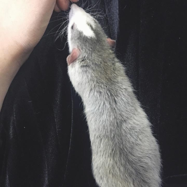 有养花枝鼠的吗应该怎么养花枝鼠呢