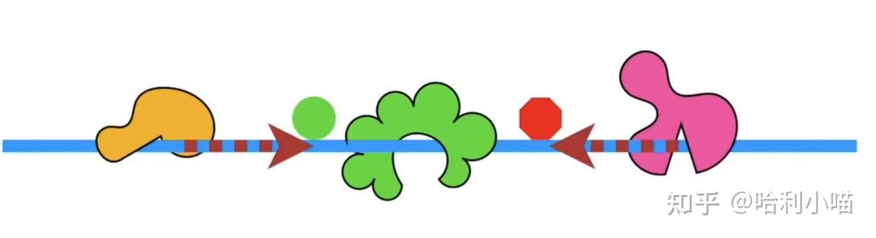 详细解读CHIP-seq,ATAC-seq - 知乎