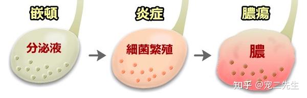 猫肛门囊炎的症状、原因和治疗方法。 - 知乎
