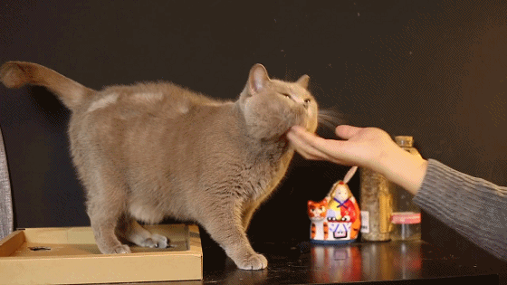撸猫的正确姿势，猫咪最爽的5个位置和5大绝对禁区！让猫咪欲罢不能的抚摸，撸猫手法七式，了解一下？ - 知乎