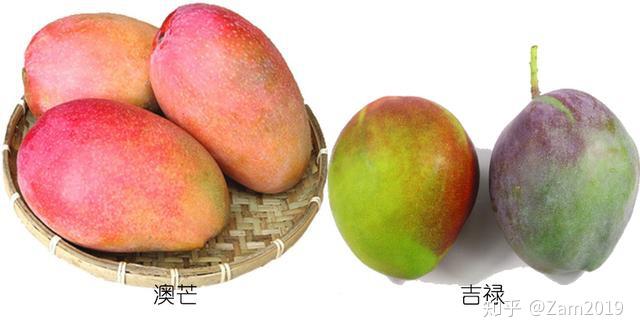 二,常见芒果种类