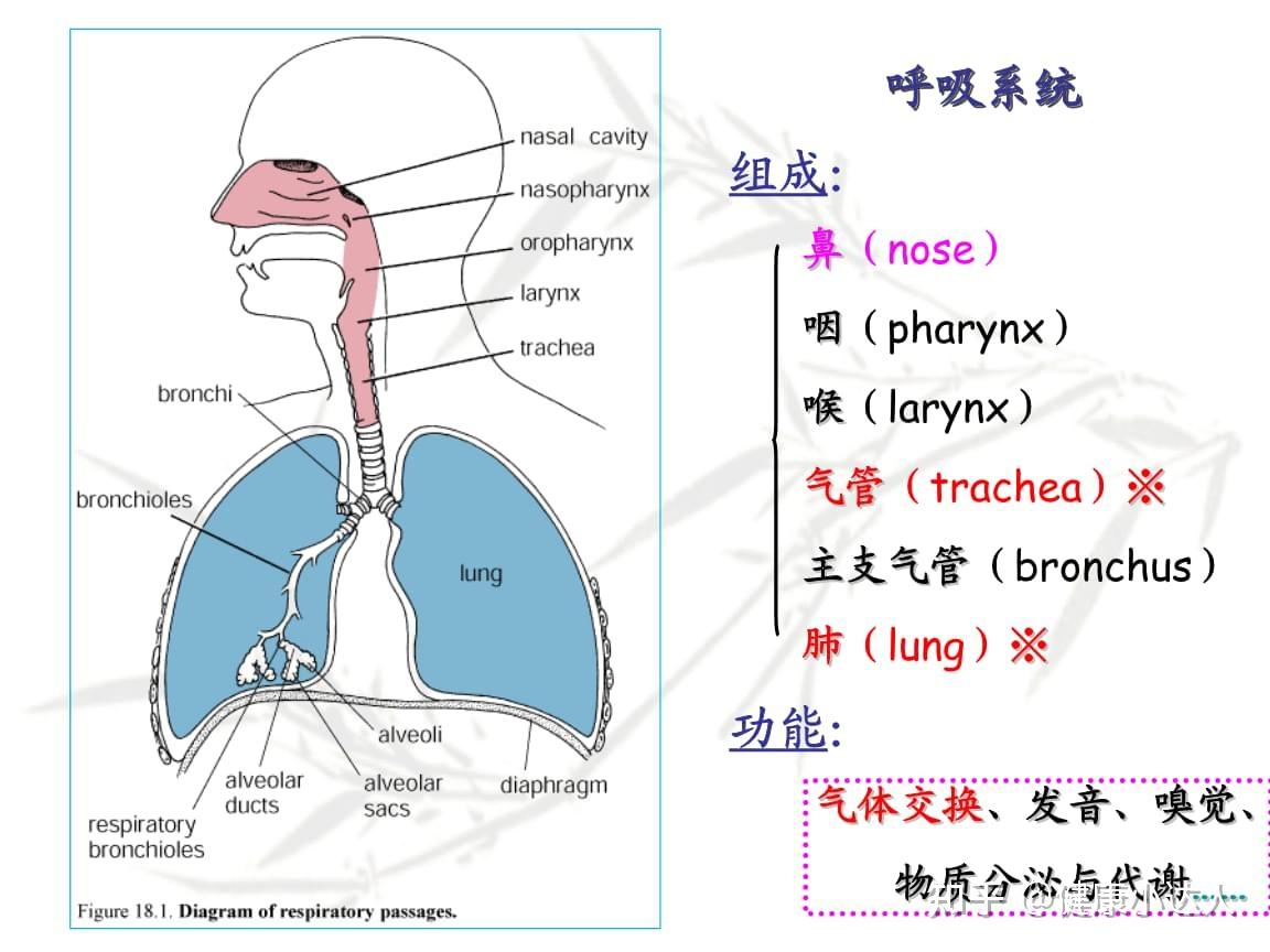 气体交换受损图片