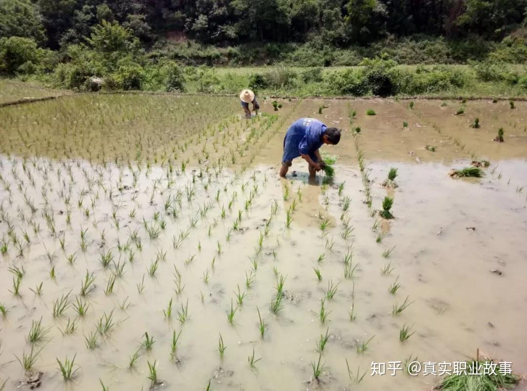中国农民未来会是什么样的?