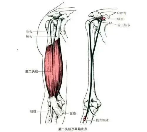 短头:起自肩胛骨喙突,止于桡骨粗隆