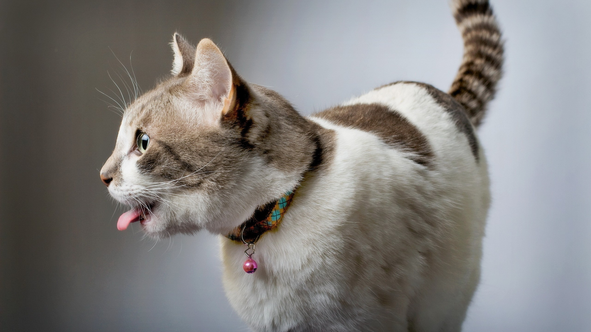 对于全世界的猫咪以及爱猫人士来说,8月8日是一个特别的日子,因为这