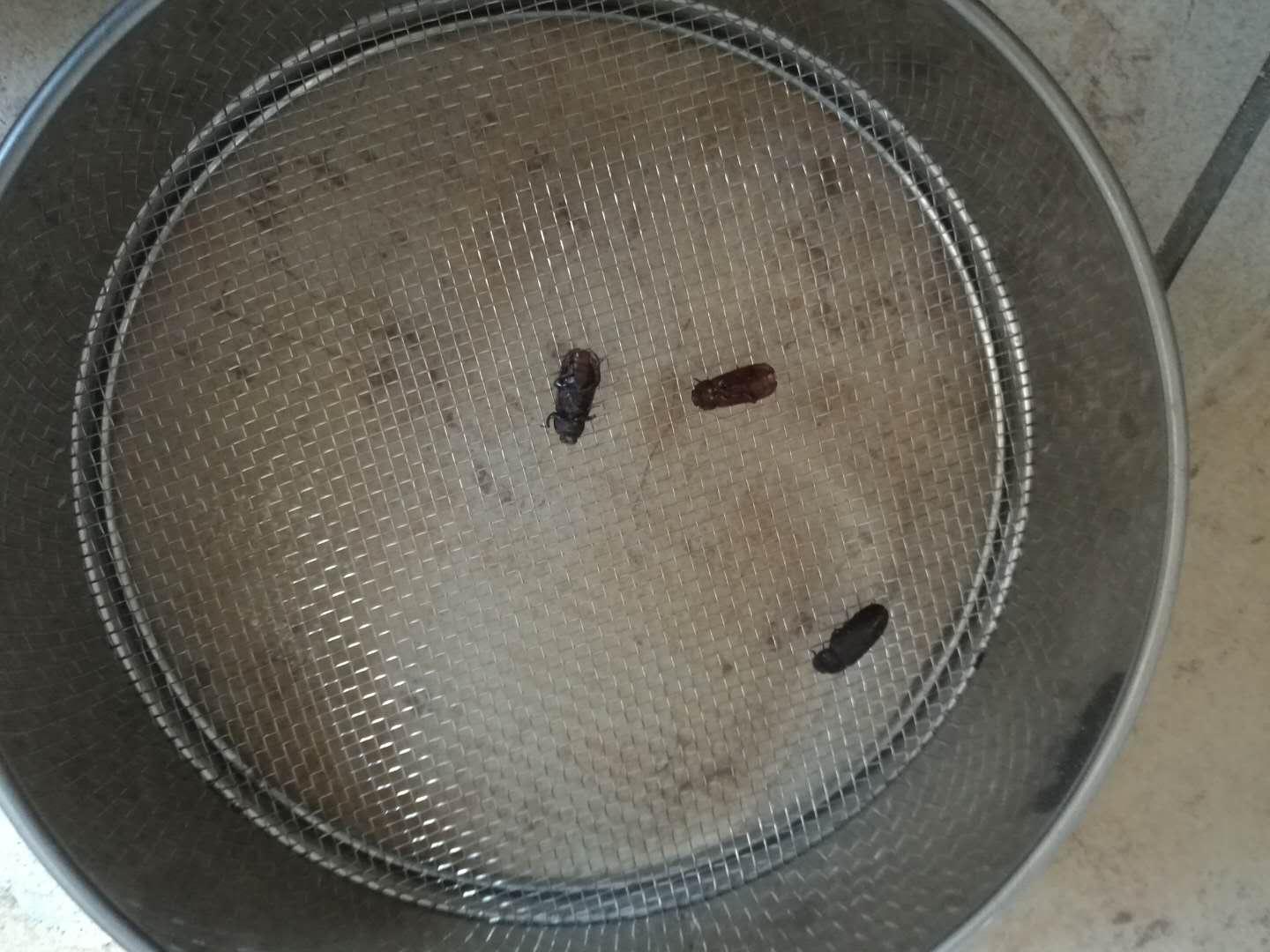 家庭饲养面包虫方法