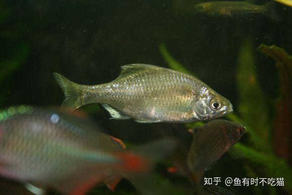 中国原生鱼北京鱼类图鉴