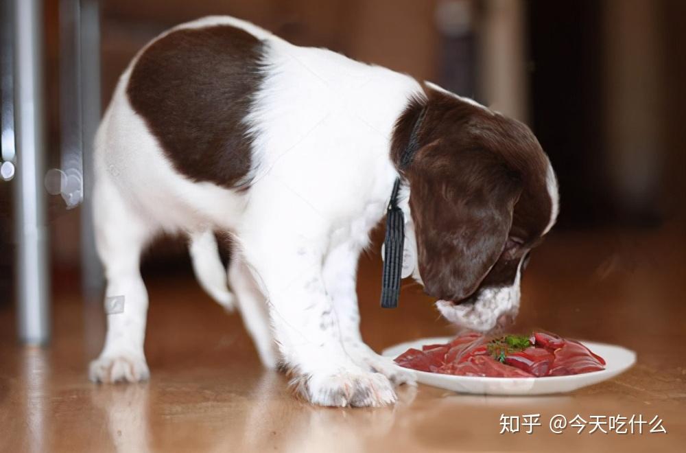 別長期給狗狗吃這幾種食物它們身體會壞掉