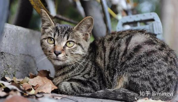 狸花美短傻傻分不清 超全辨别指南请收好 知乎