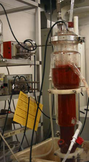 厌氧氨氧化(anammox),不存在的清洁生物