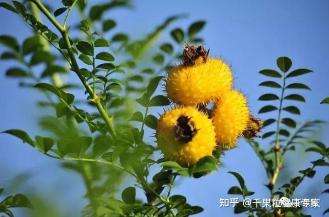 你一定不知道刺梨竟有如此悠久的历史渊源！ - 知乎