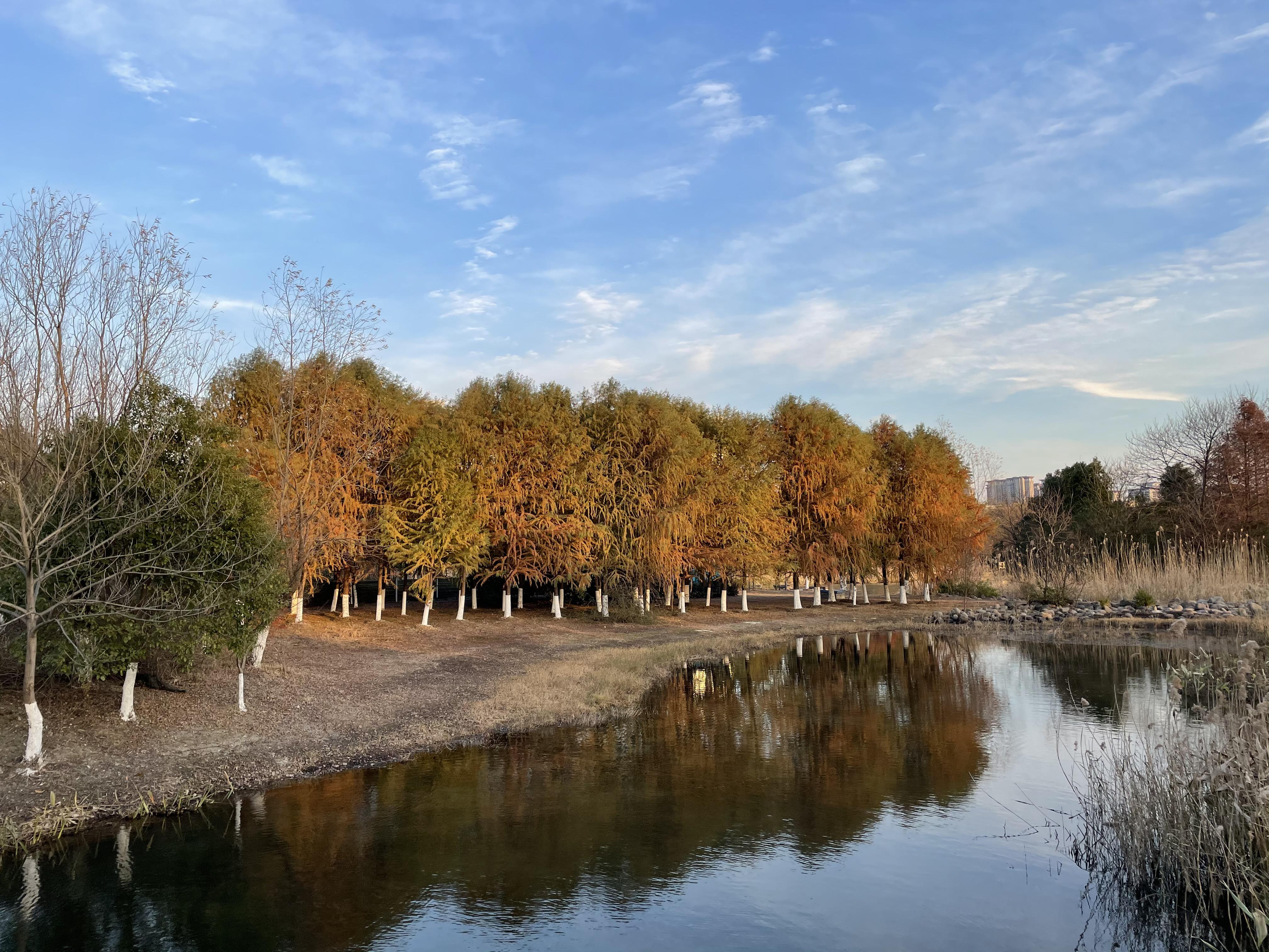 无锡贡湖湾湿地公园水上森林冬景 - 海树枫天摄影-隽永东方旗下高端摄影品牌