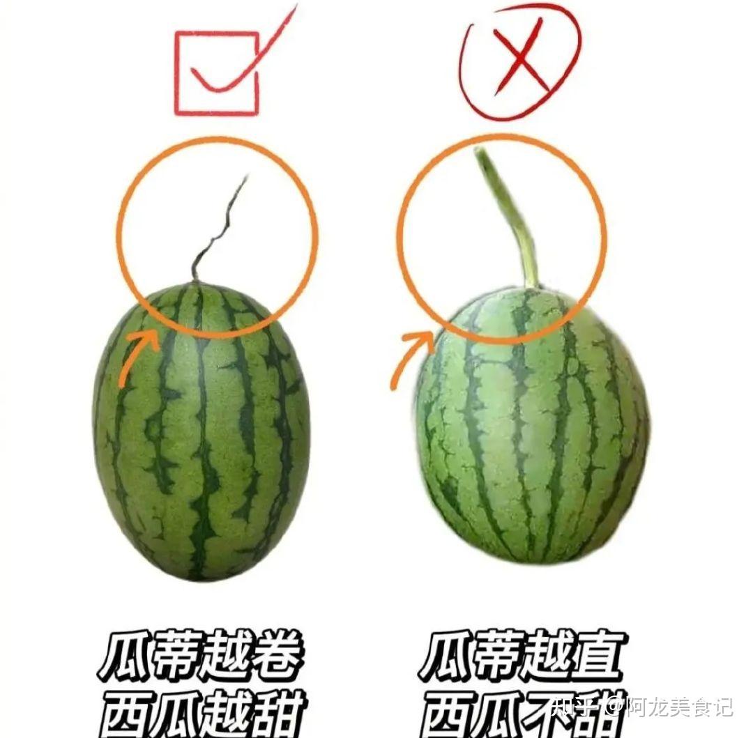 西瓜就越甜,吸收的养分也就越多,成熟度也越高,相反,瓜蒂越直,西瓜
