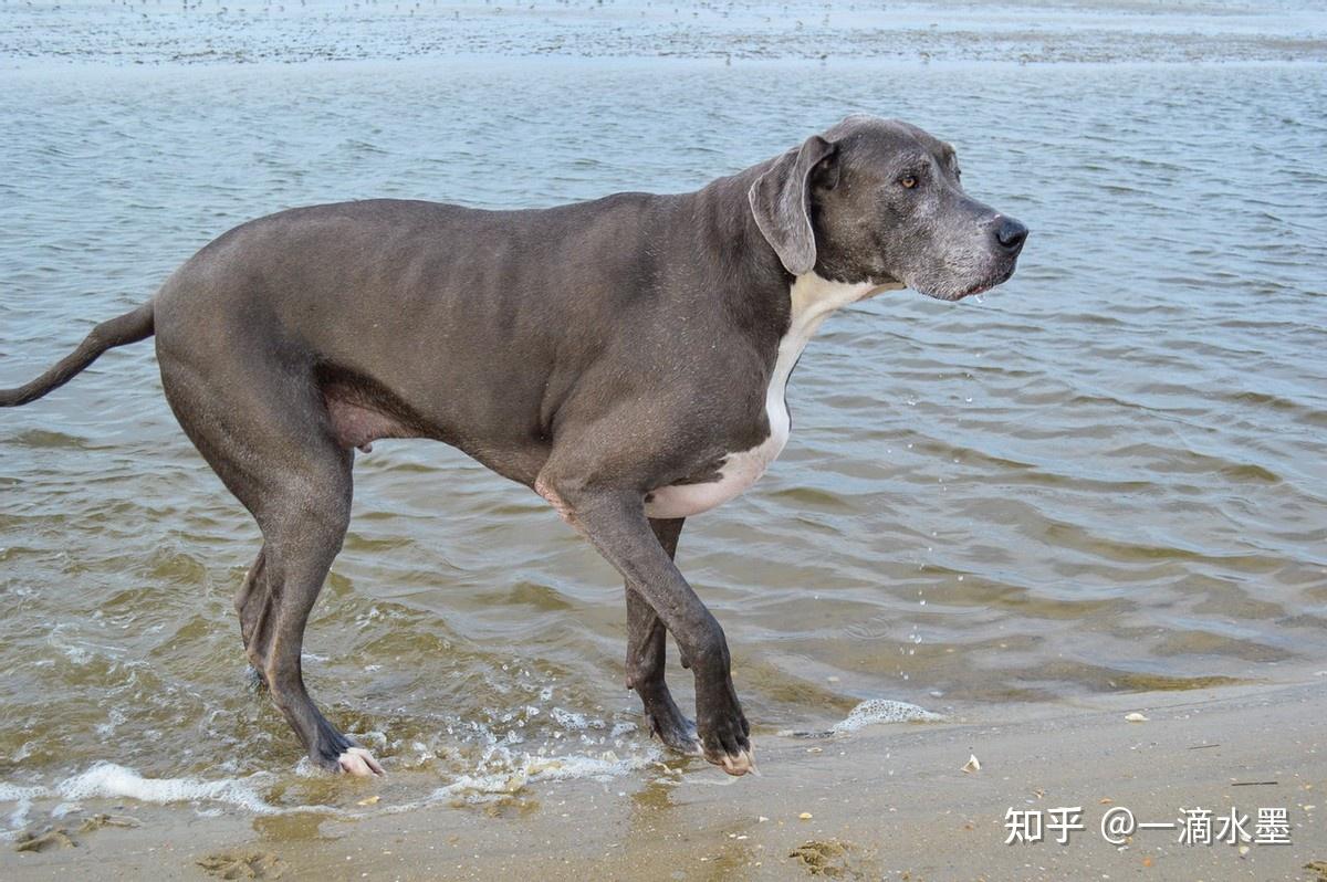 1,大丹犬