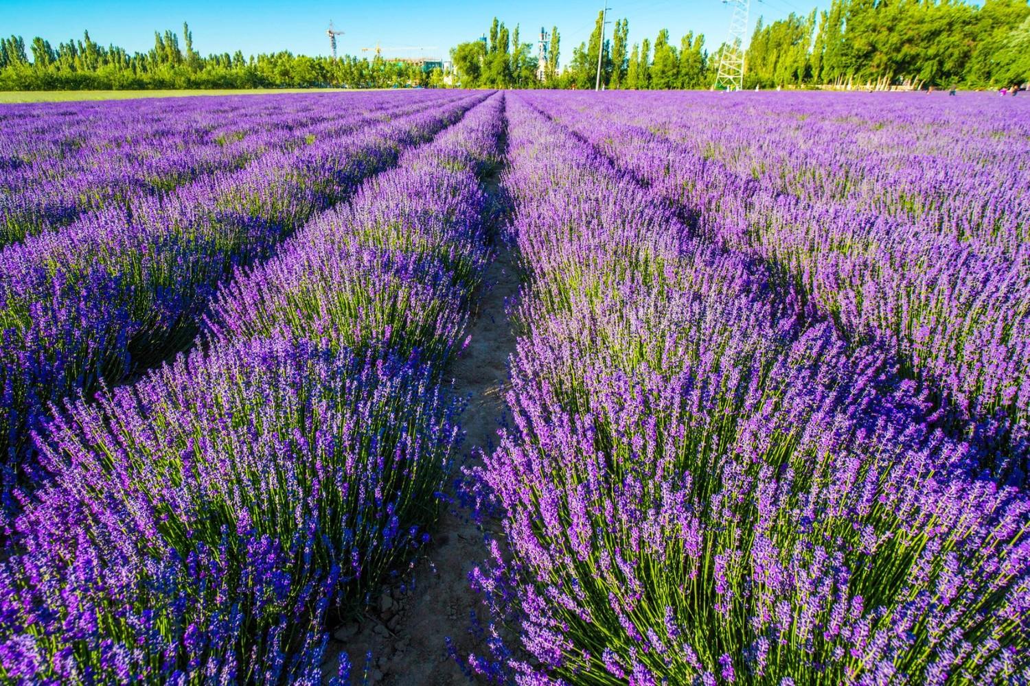 是"世界三大薰衣草种植基地之一"(法国的普罗旺斯,中国新疆伊犁霍城