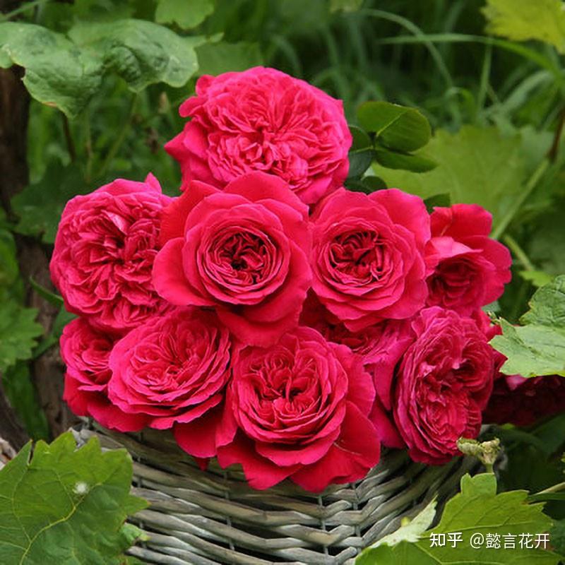 冬花 冬季能耐寒的五种月季花，娇艳好看易打理，您更喜欢哪一款？ - 知乎
