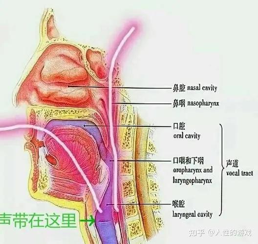 时嘴巴左右拉开,露上齿亦像在笑;喉咙前后打开,不强调会厌充分"竖"起